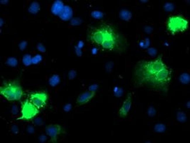 CYP2A6 Antibody in Immunocytochemistry (ICC/IF)