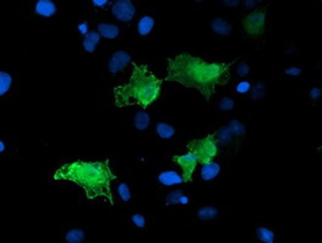 LDLRAP1 Antibody in Immunocytochemistry (ICC/IF)