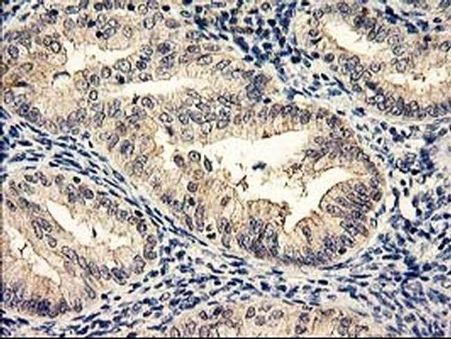 NAPE PLD Antibody in Immunohistochemistry (Paraffin) (IHC (P))