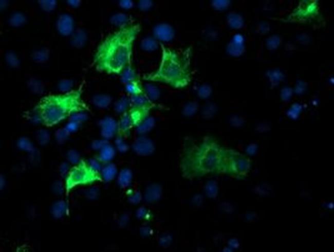 Nucleobindin 1 Antibody in Immunocytochemistry (ICC/IF)