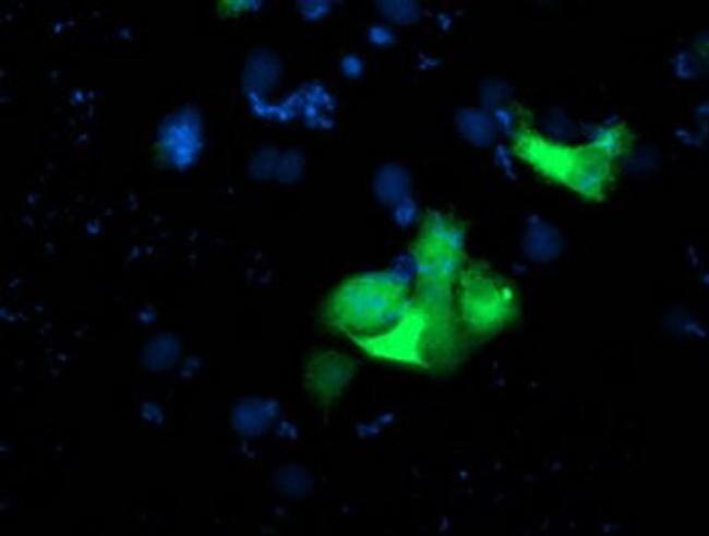 USP10 Antibody in Immunocytochemistry (ICC/IF)