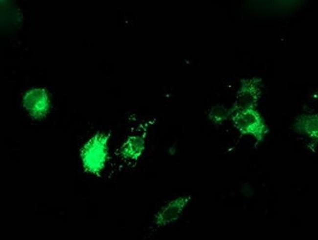 ERP72 Antibody in Immunocytochemistry (ICC/IF)