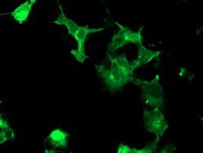 PTK7 Antibody in Immunocytochemistry (ICC/IF)