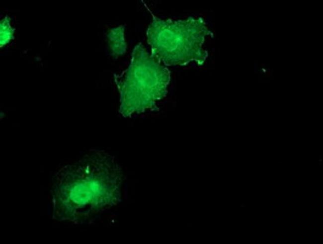 DUSP23 Antibody in Immunocytochemistry (ICC/IF)