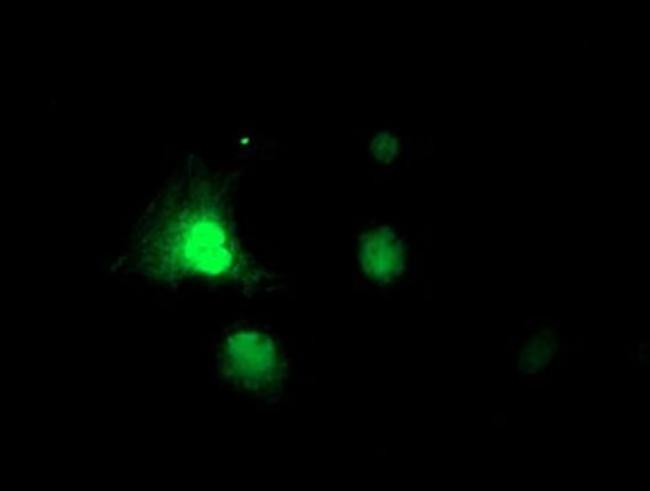 RNPEP Antibody in Immunocytochemistry (ICC/IF)