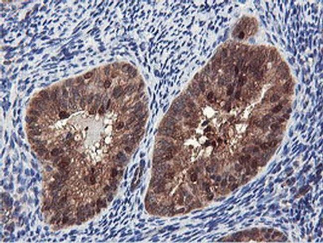 RNPEP Antibody in Immunohistochemistry (Paraffin) (IHC (P))