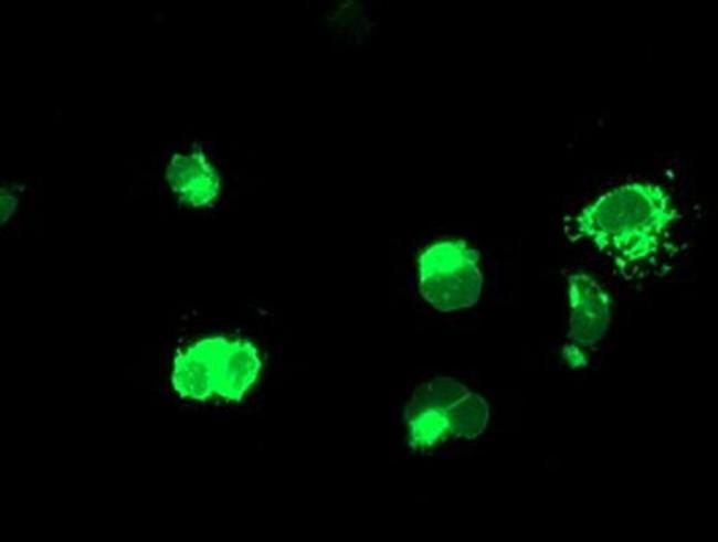 CD249 Antibody in Immunocytochemistry (ICC/IF)