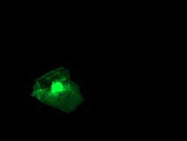 RGS16 Antibody in Immunocytochemistry (ICC/IF)