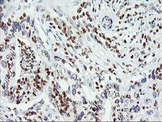 C20orf3 Antibody in Immunohistochemistry (Paraffin) (IHC (P))