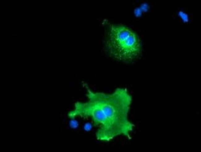 Nucleobindin 1 Antibody in Immunocytochemistry (ICC/IF)