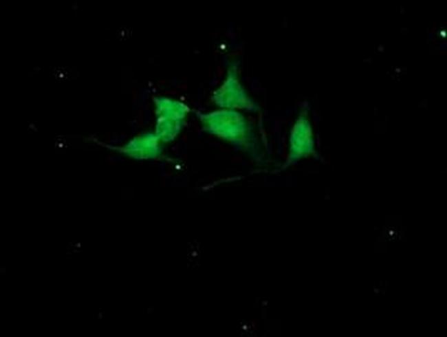 Cystatin S Antibody in Immunocytochemistry (ICC/IF)