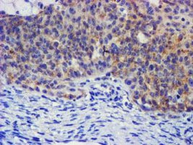 Pallidin Antibody in Immunohistochemistry (Paraffin) (IHC (P))