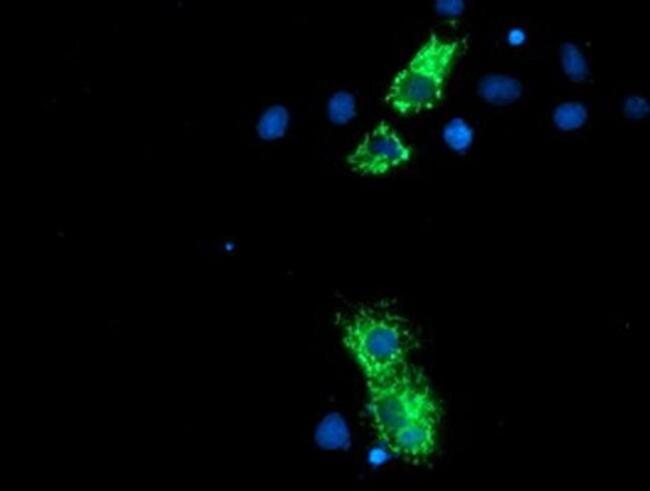 NLN Antibody in Immunocytochemistry (ICC/IF)