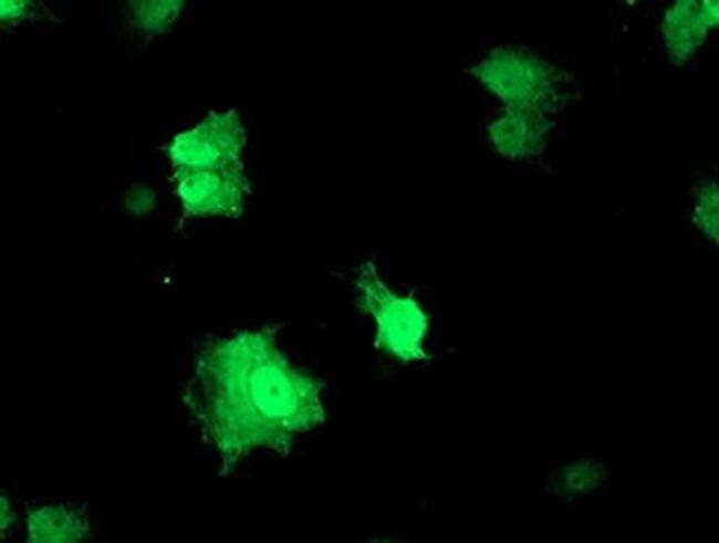 RFXANK Antibody in Immunocytochemistry (ICC/IF)