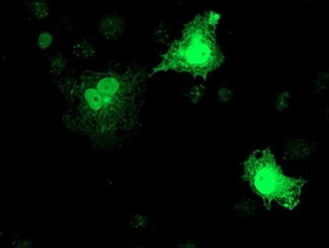 RFXANK Antibody in Immunocytochemistry (ICC/IF)