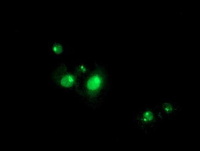 RFXANK Antibody in Immunocytochemistry (ICC/IF)