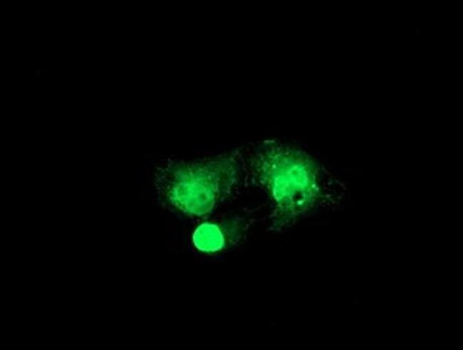 RFXANK Antibody in Immunocytochemistry (ICC/IF)