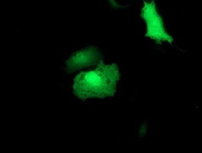 RUVBL2 Antibody in Immunocytochemistry (ICC/IF)