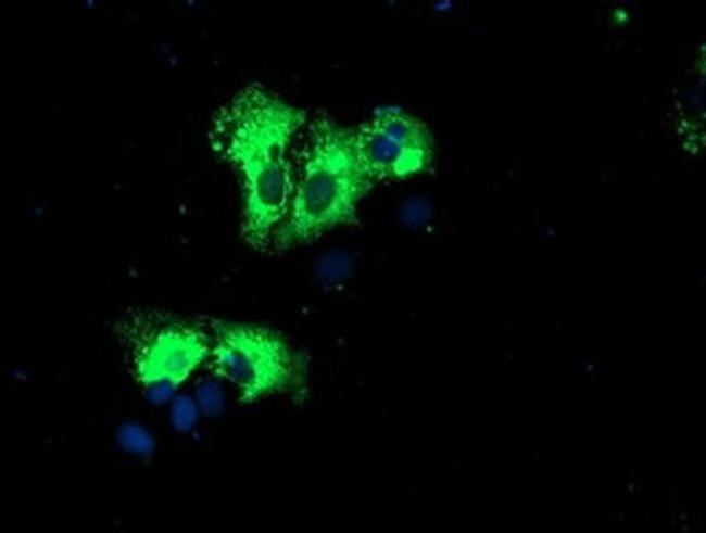 REEP2 Antibody in Immunocytochemistry (ICC/IF)