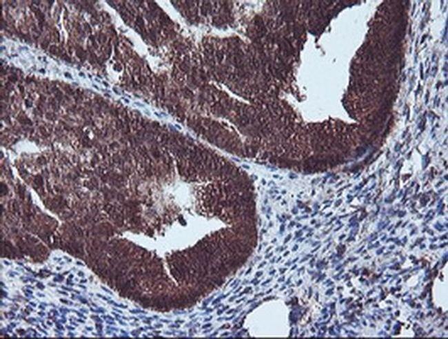 NLN Antibody in Immunohistochemistry (Paraffin) (IHC (P))