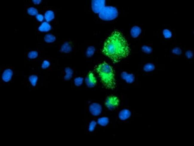 Carboxypeptidase A1 Antibody in Immunocytochemistry (ICC/IF)