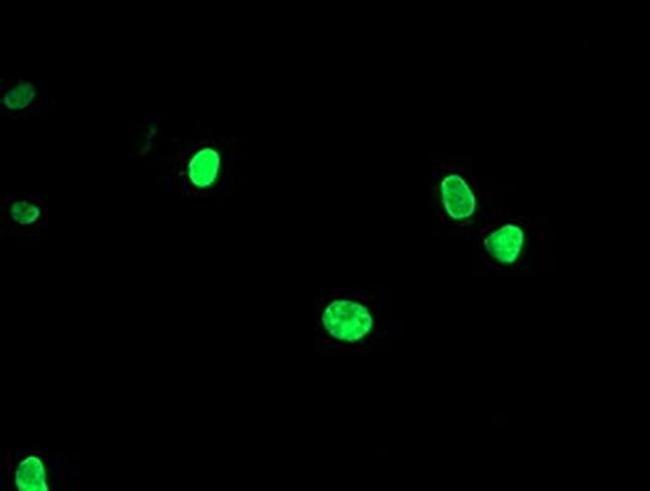 LIM1 Antibody in Immunocytochemistry (ICC/IF)