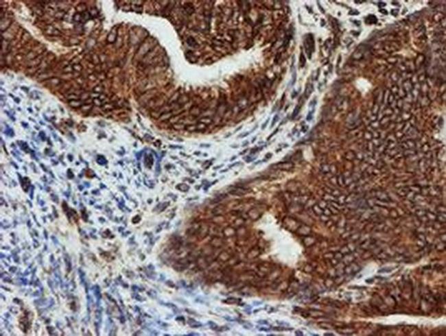 SCFD1 Antibody in Immunohistochemistry (Paraffin) (IHC (P))