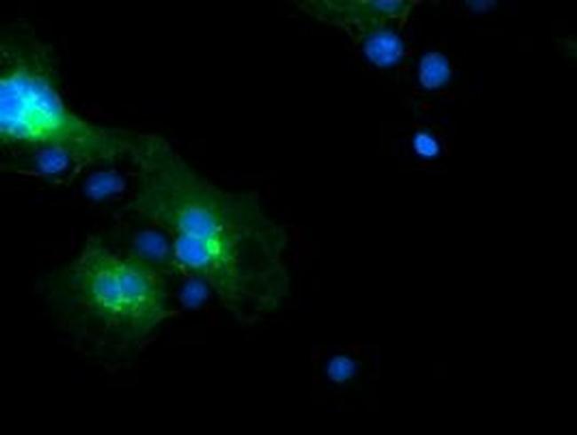 FXYD3 Antibody in Immunocytochemistry (ICC/IF)