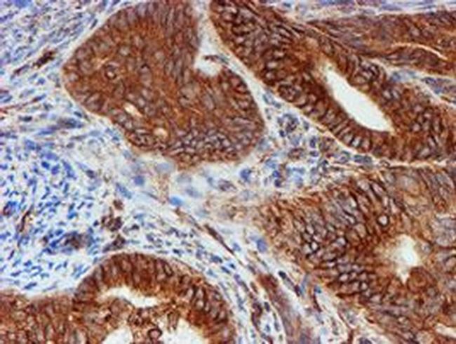 SCFD1 Antibody in Immunohistochemistry (Paraffin) (IHC (P))