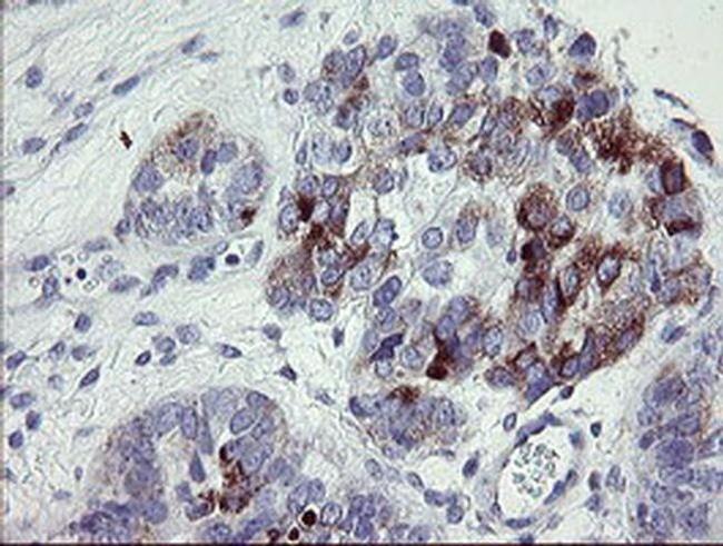 NRIP3 Antibody in Immunohistochemistry (Paraffin) (IHC (P))