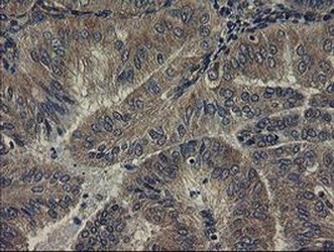 UBE2J1 Antibody in Immunohistochemistry (Paraffin) (IHC (P))