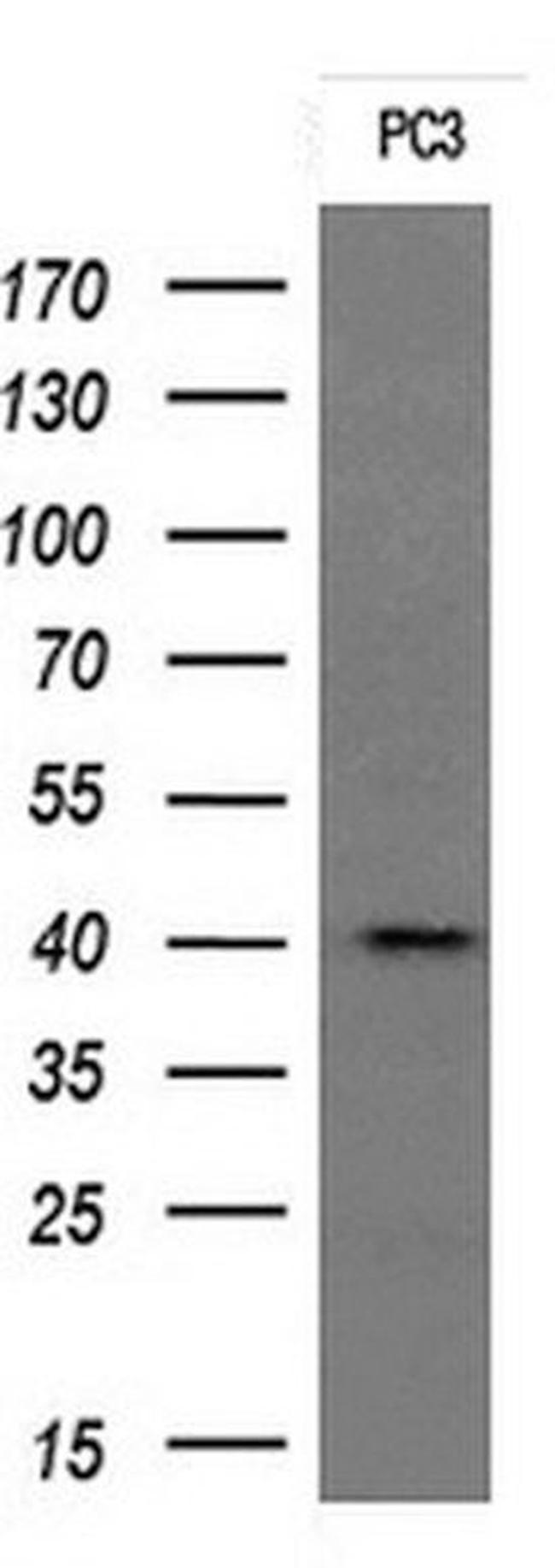 STING Antibody in Western Blot (WB)