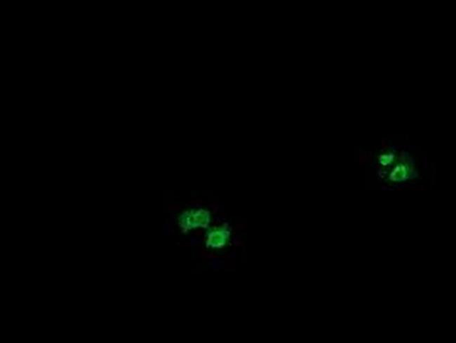 OTUB1 Antibody in Immunocytochemistry (ICC/IF)