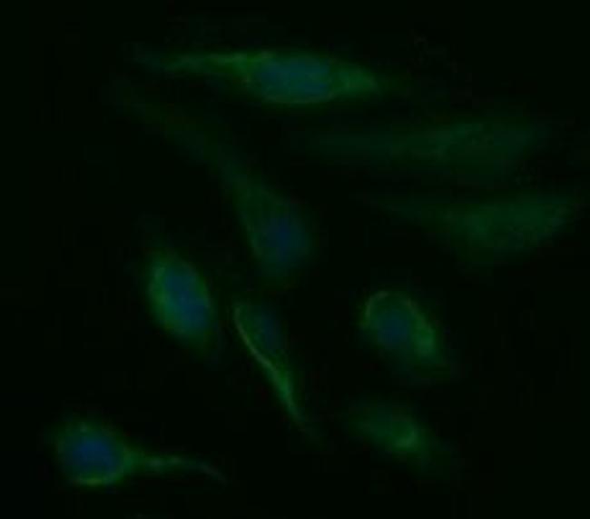 SDSL Antibody in Immunocytochemistry (ICC/IF)