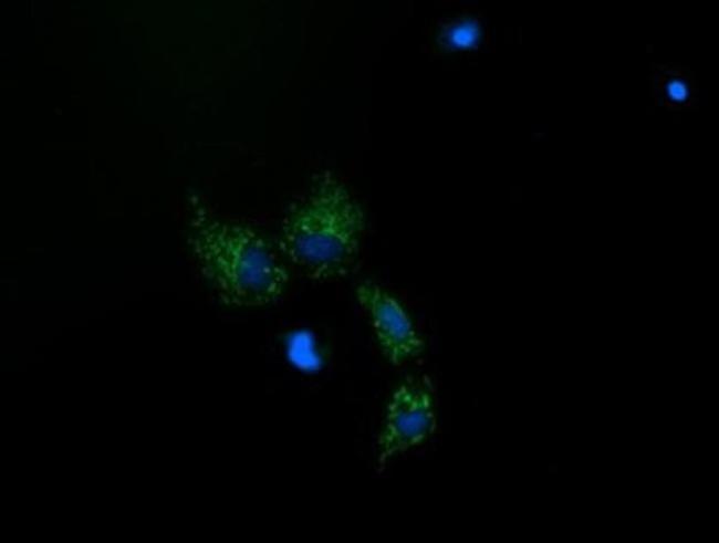 MRPS34 Antibody in Immunocytochemistry (ICC/IF)