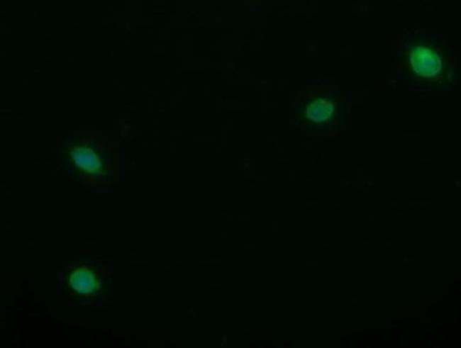 TRIM22 Antibody in Immunocytochemistry (ICC/IF)