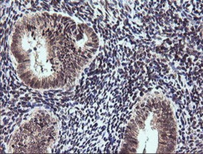 ETS2 Antibody in Immunohistochemistry (Paraffin) (IHC (P))