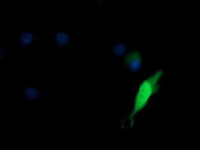 KIF25 Antibody in Immunocytochemistry (ICC/IF)