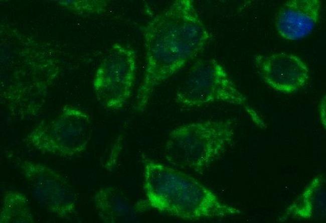 GBAS Antibody in Immunocytochemistry (ICC/IF)