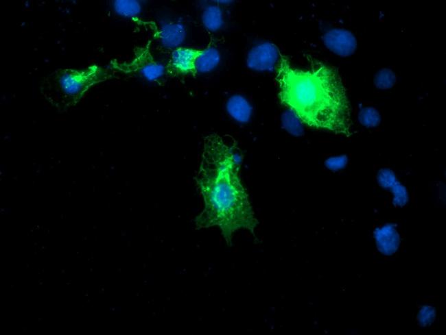 DIXDC1 Antibody in Immunocytochemistry (ICC/IF)