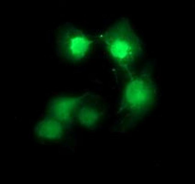 CDC123 Antibody in Immunocytochemistry (ICC/IF)