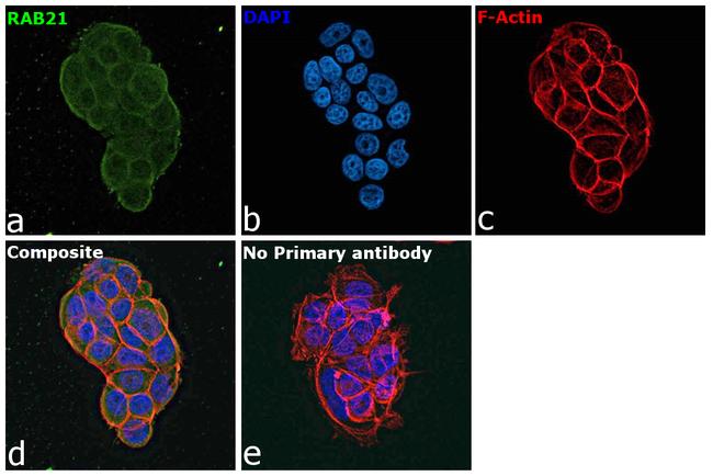 RAB21 Antibody in Immunocytochemistry (ICC/IF)