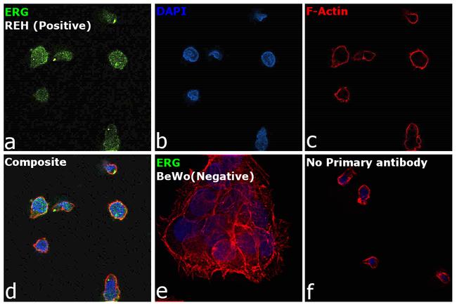 ERG Antibody in Immunocytochemistry (ICC/IF)