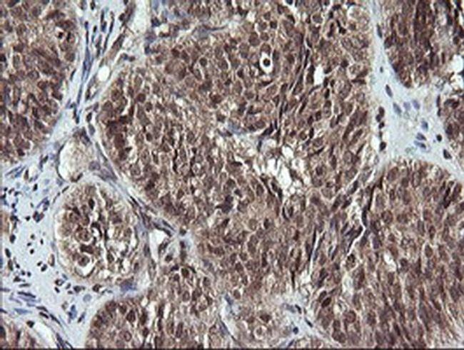 APC11 Antibody in Immunohistochemistry (Paraffin) (IHC (P))