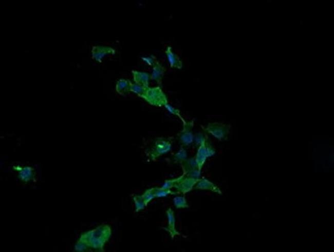 APC11 Antibody in Immunocytochemistry (ICC/IF)