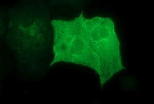 RAPGEF1 Antibody in Immunocytochemistry (ICC/IF)