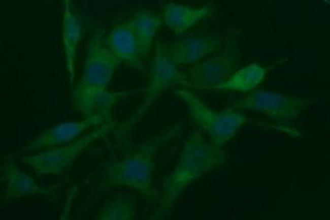 RAPGEF1 Antibody in Immunocytochemistry (ICC/IF)