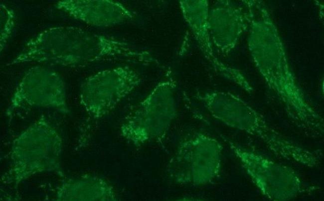 POLR3GL Antibody in Immunocytochemistry (ICC/IF)