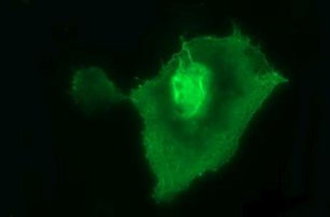 UPRT Antibody in Immunocytochemistry (ICC/IF)