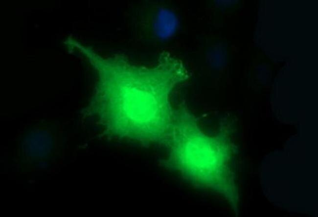 HRASLS3 Antibody in Immunocytochemistry (ICC/IF)